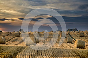 Field of hay bales stacked in neat rows in sunset