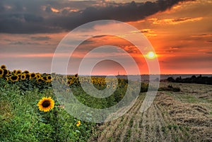 Field with hay and sunflower