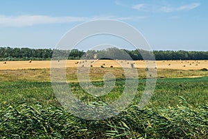 Field with haystacks