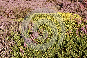 Field Of Heather