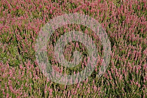 Field of heather heath heathland background