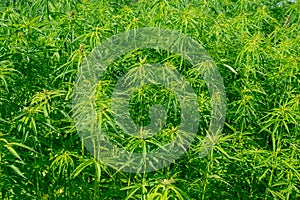 Field with hemp plants