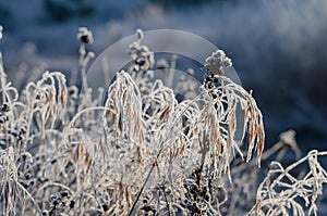 Field herbs froze in ice