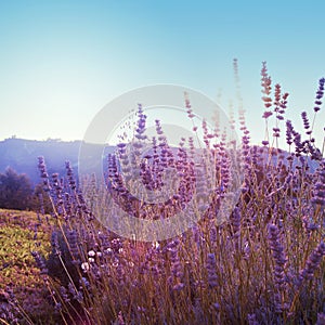 Field with herbs and wild flowers at sunset. Piedmont, Italy