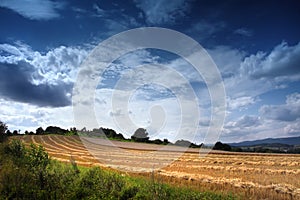 Field with hewed corn and clouds