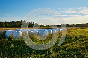 Hey bales in field