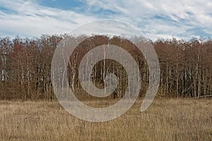Field with high grass and birch forest on Pakri Peninsula, Paldiski, Estonia