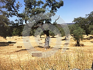 Field with holm oaks and straw bales