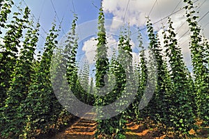 Field of hops