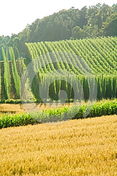 Field of Hops