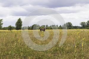 Field, a horse grazes in a meadow, on the horizon - a forest
