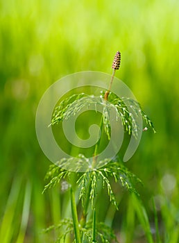 Field horsetail