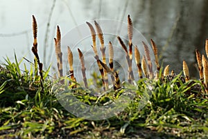 Field horsetail