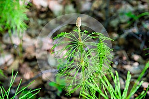 Field horsetail or common horsetail in Alaska