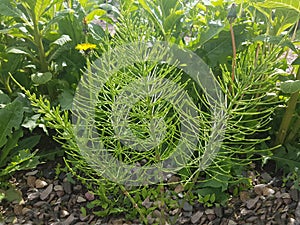 Field horsetail Equisetum arvense