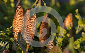 Field Horsetail Equisetum arvense.