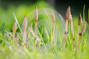 Field horsetail (Equisetum arvense) fertile stems