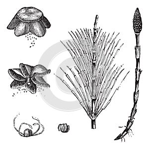 Field Horsetail or Equisetum arvense vintage engraving