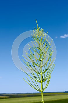 Field horsetail plant