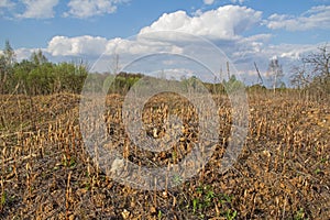Field with horsetail plant in early spring.