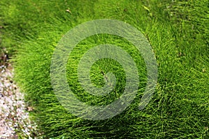 Field of horsetails in the forest