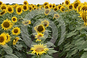 Field of Huge sunflowers in Bailey Texas