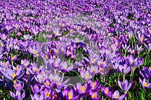 Field with hundreds of purple and lilac crocuses