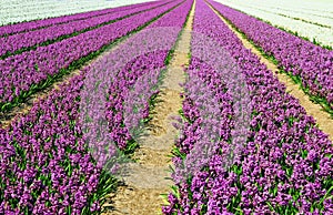 Field with hyacinths
