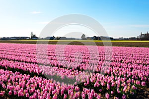 Field of Hyacinths near Lisse, in the Netherlands