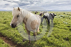 A field of Icelandic horses
