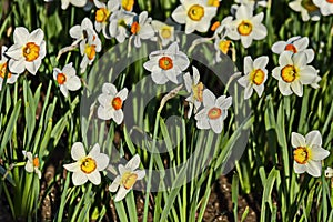 Field illuminated by a white spring daffodil or narcissus with an orange heart in bloom