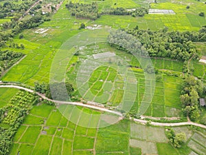 Field image, Rice fields High angle shot From drones