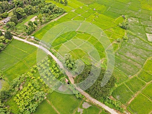 Field image, Rice fields High angle shot From drones