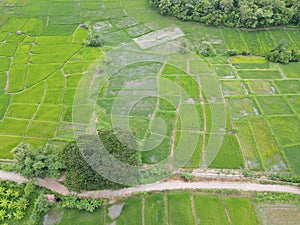 Field image, Rice fields High angle shot From drones