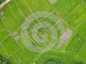 Field image, Rice fields High angle shot From drones