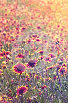 Field of Indian Blanket flowers