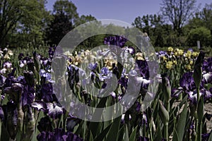 Field of Irises with Couple