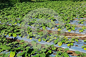 Field of irrigated aubergines - Indonesia