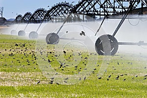 Field irrigation