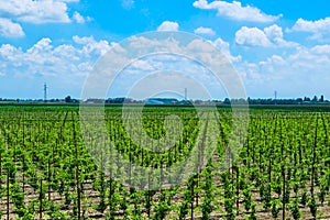 Field in Italia near Adria