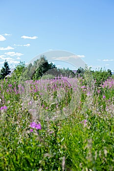 Field of Ivan-Tea on the background of blue sky photo