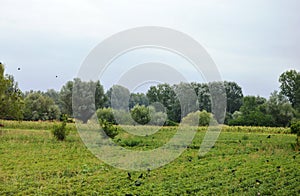 field and jackdaws on it