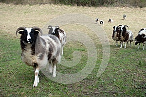 A Field With Jacob Sheep Breed With Horns Looking Around and Walking To the Camera