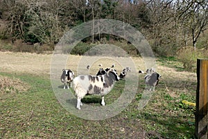 A Field With Jacob Sheep Breed With Horns Looking Around and Walking To the Camera