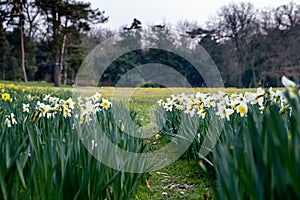 A field of jonquil in the Bagatelle park in Paris