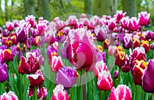 Field of Jord aximensis tulips, of the Liliaceae family