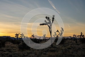 Field of Joshua Trees in later afternoon light
