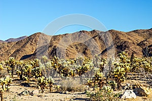 Field Of Jumping Cactus Cholla At Base Of Mountains photo