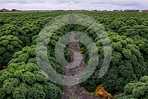 Field of kale or farmers cabbage