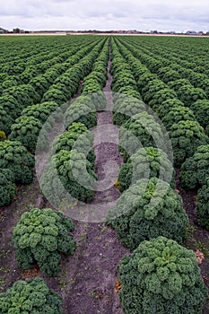 Field of kale or farmers cabbage